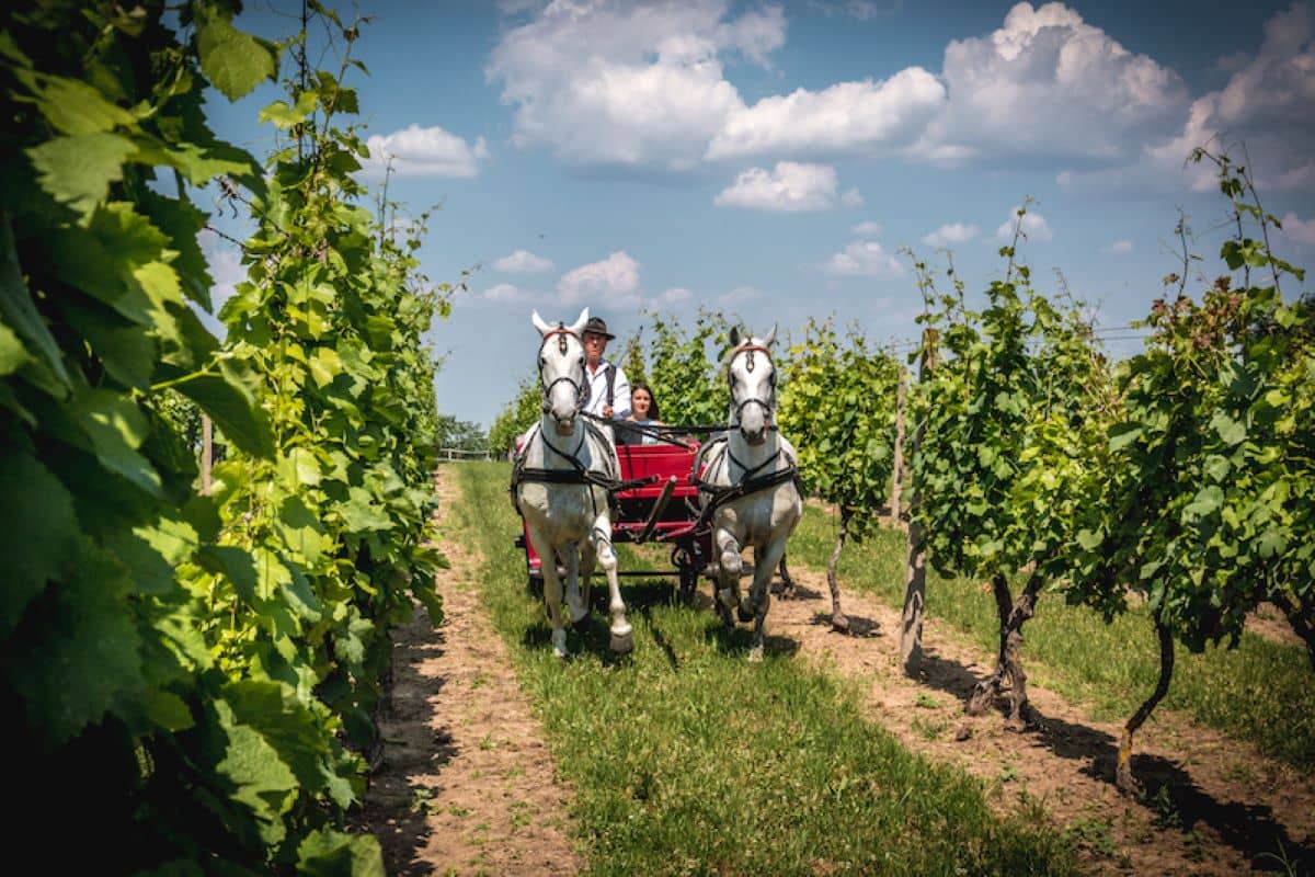 graševina vinarija erdut foto erdutski vinogradi